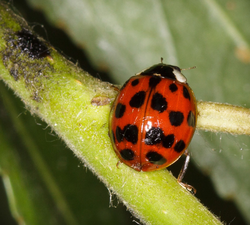 iNaturalist observation photo of Asian Lady Beetle
