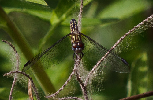 iNaturalist observation photo of Blue Dasher