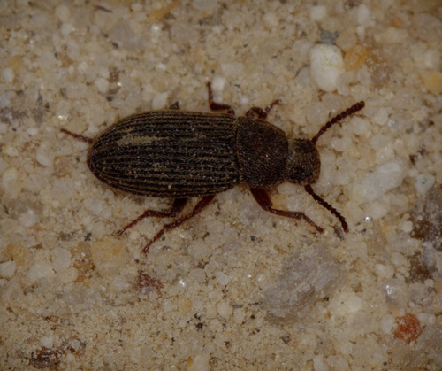 iNaturalist observation photo of Blapstinus sulcatus