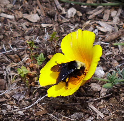 iNaturalist observation photo of Yellow-faced Bumble Bee