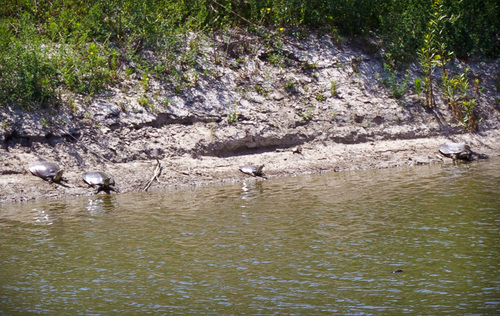 iNaturalist observation photo of Spiny Softshell