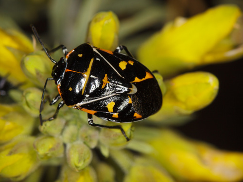 iNaturalist observation photo of Harlequin Bug