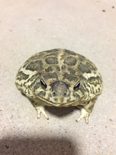 Great Plains Toad