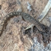 Southern Marbled Gecko - Photo (c) Bianca Giles (FerretRocher), all rights reserved, uploaded by Bianca Giles (FerretRocher)