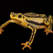 Elegant Stubfoot Toad - Photo (c) Arca de los Sapos, all rights reserved, uploaded by Arca de los Sapos