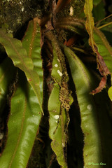 Championica montana image