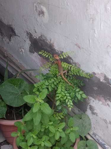 Indian Garden Lizard