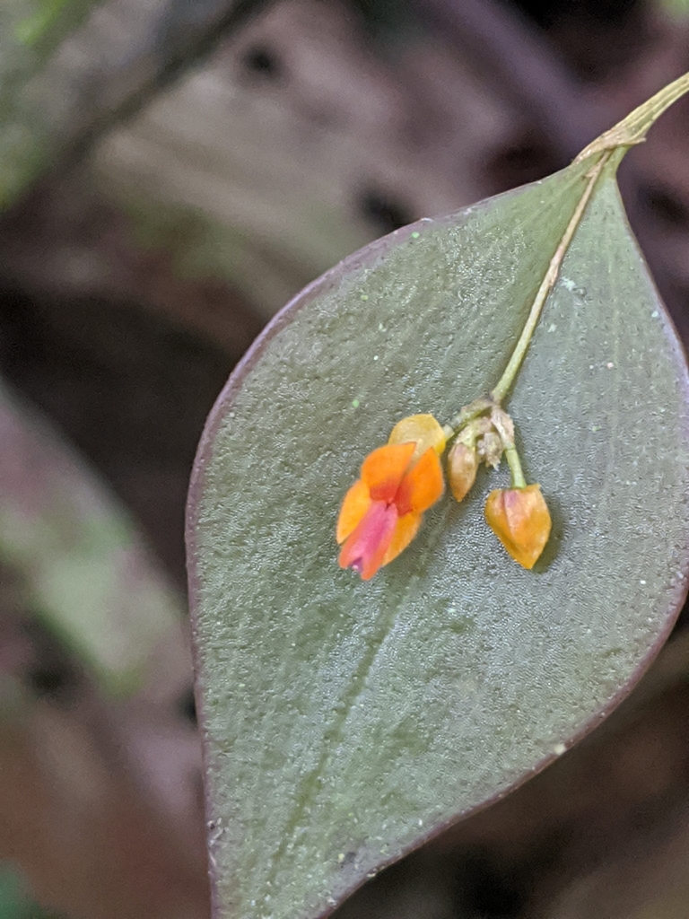 Lepanthes fimbriata · iNaturalist