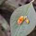 Lepanthes fimbriata - Photo (c) Silvan Son San, all rights reserved, uploaded by Silvan Son San