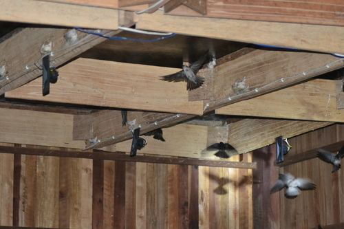 Germain's Swiftlet
