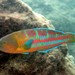 Christmas Wrasse - Photo (c) Deb Aston, all rights reserved, uploaded by Deb Aston