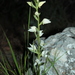 Eastern Hooded Helleborine - Photo (c) naturalist, all rights reserved, uploaded by naturalist