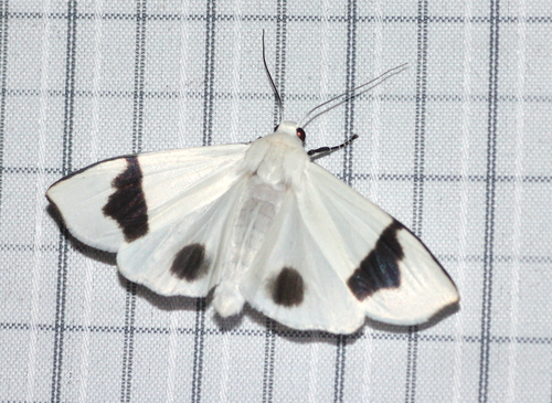 Vamuna remelana (Moore, 1865)