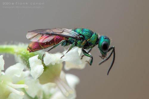 Chrysis angustula · iNaturalist