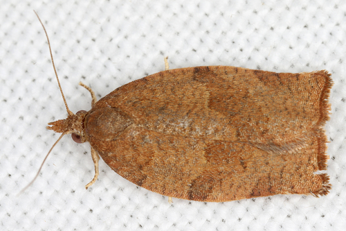 Dark Fruit-tree Tortrix