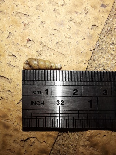 Miniature Awlsnail