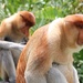 Proboscis Monkey - Photo (c) Carl Lewis, all rights reserved, uploaded by Carl Lewis