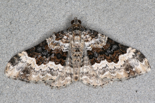 Galium Carpet