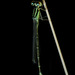 Western Forktail - Photo (c) Mason Maron, all rights reserved, uploaded by Mason Maron