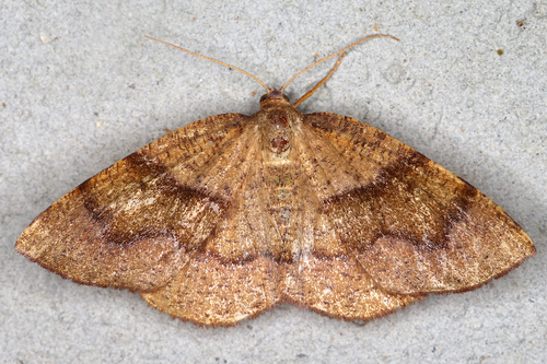 Barred Umber