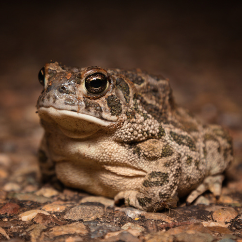 Great Plains Toad