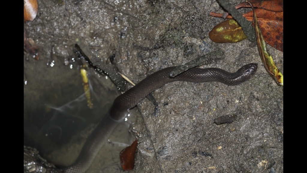 Crabeating Snake from Pasir Ris Park, Pasir Ris, Singapore, SG on July