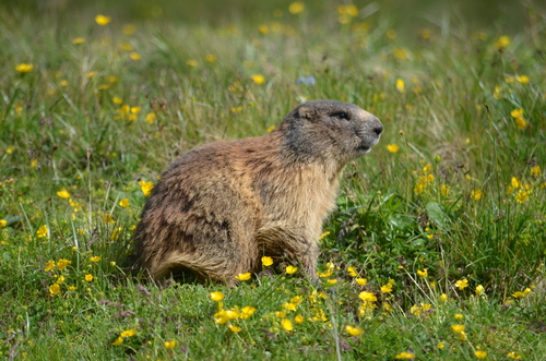 Alpine Marmot