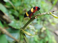 Image of Sphenorhina nigricephala
