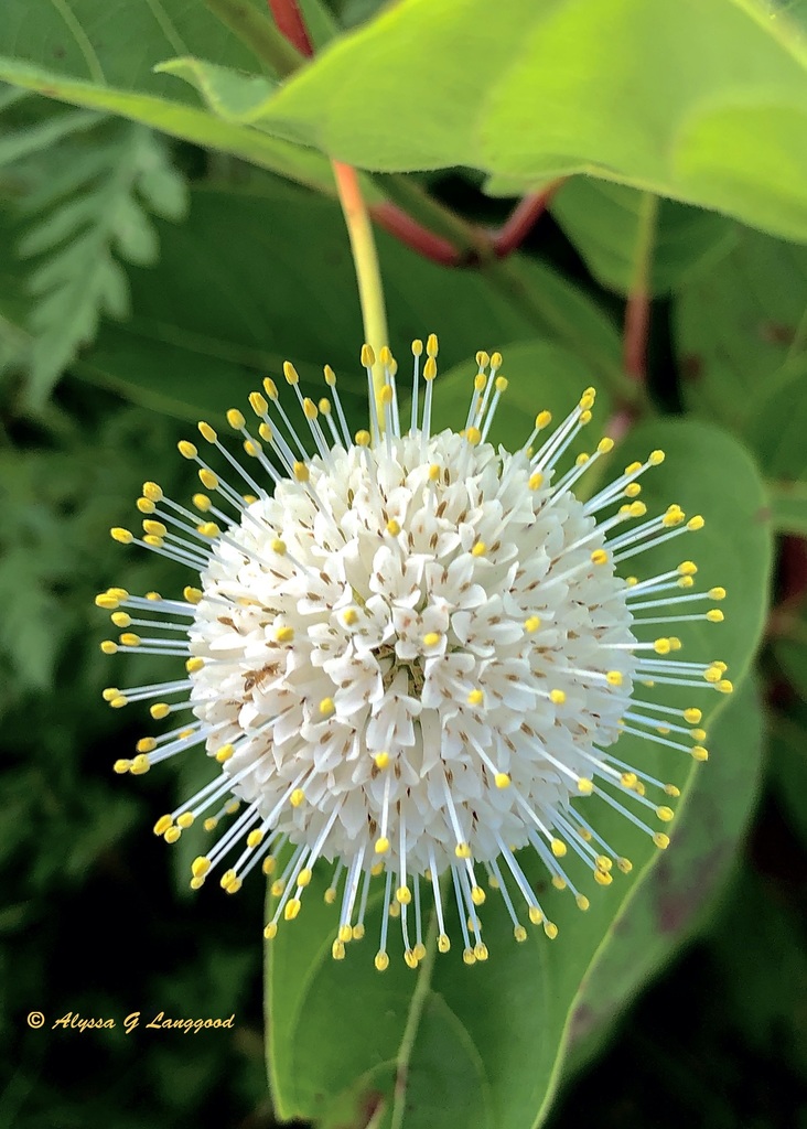 Cephalanthus occidentalis