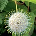 Buttonbush - Photo (c) flwildbeauty, all rights reserved, uploaded by flwildbeauty