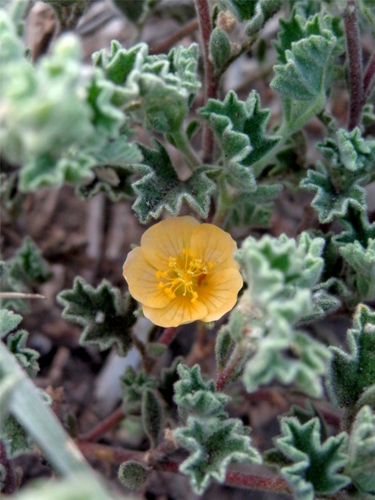 Billieturnera helleri (Rose ex A. Heller) Fryxell