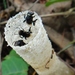 Hill Stingless Bee - Photo (c) MaLisa Spring, all rights reserved, uploaded by MaLisa Spring