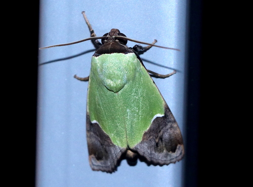 Hemichloridia euprepia