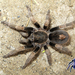 Bonnetina tindoo - Photo (c) arachnida, all rights reserved, uploaded by arachnida