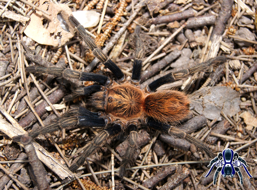 Bonnetina hijmenseni