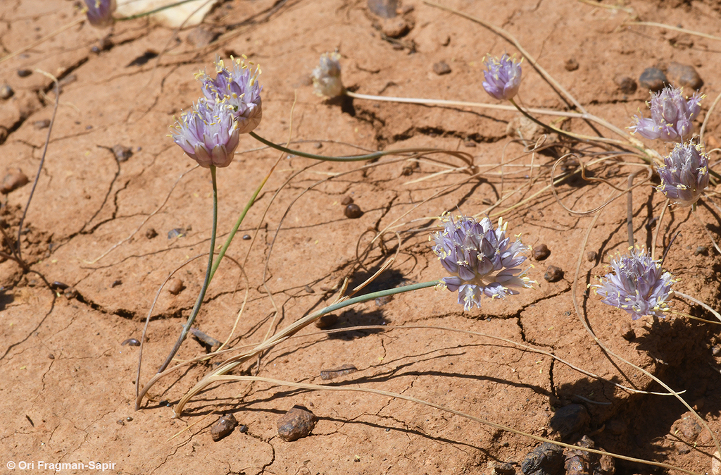 wild onion gobi desert