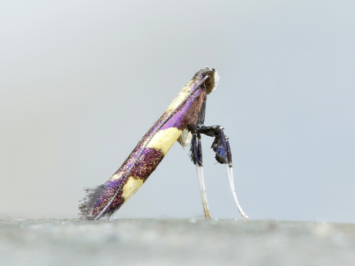 Caloptilia vacciniella