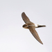 Antillean Palm Swift - Photo (c) Jeffrey Offermann, all rights reserved