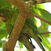 Cuban Parakeet - Photo (c) Jeffrey Offermann, all rights reserved