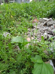 Image of Verbena officinalis