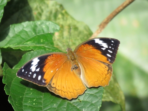 Common Palm Forester
