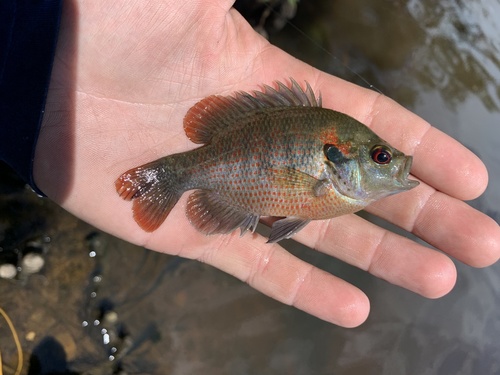 Redspotted Sunfish