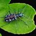 Cicindela separata - Photo (c) 豆豆, all rights reserved, uploaded by 豆豆
