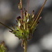 Cordylanthus rigidus setiger - Photo (c) Jay Keller, כל הזכויות שמורות, הועלה על ידי Jay Keller