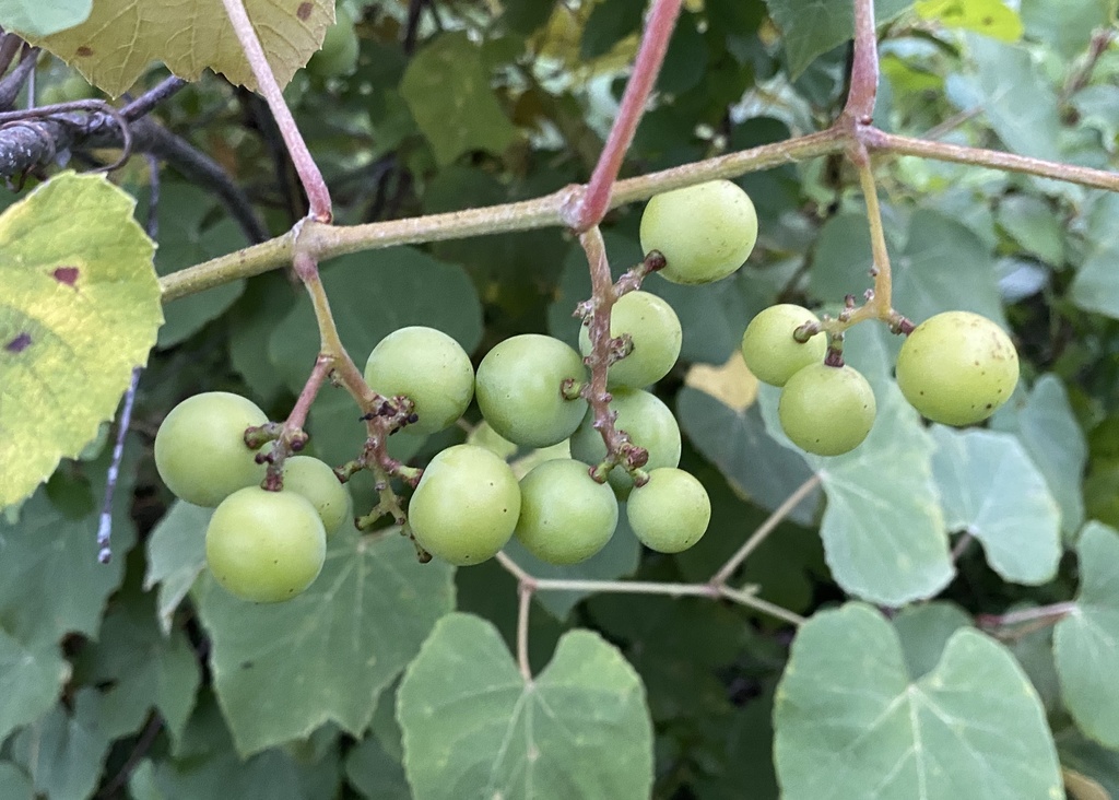 fox grape (Vitis labrusca) · iNaturalist