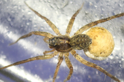 Shiny Wolf Spider