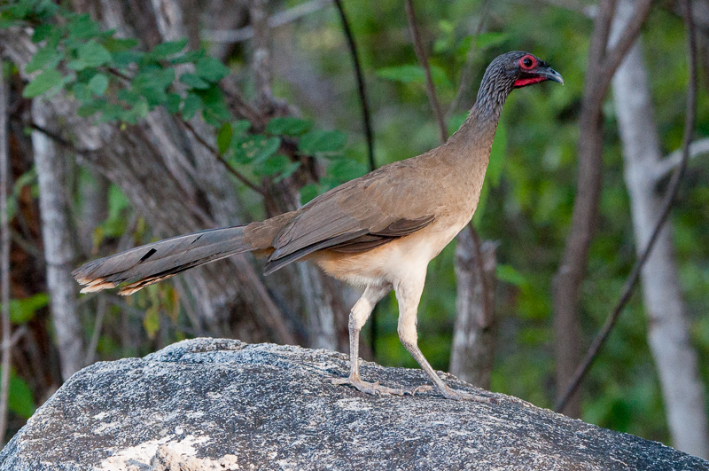 West Mexican Chachalaca photo