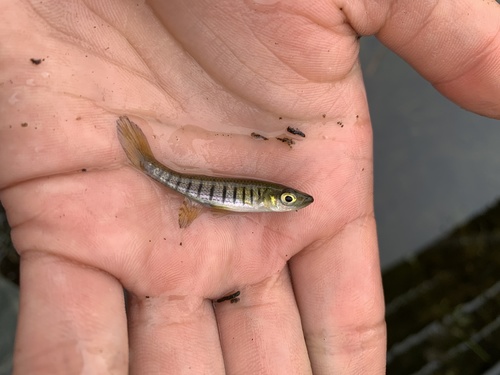 Lined Topminnow