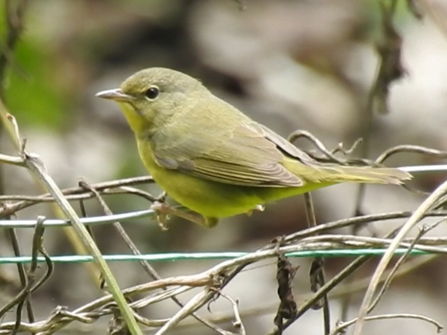 new-world-warblers-from-g-nova-quind-o-colombia-on-october-22-2019