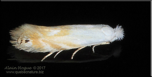 Bucculatrix copeuta